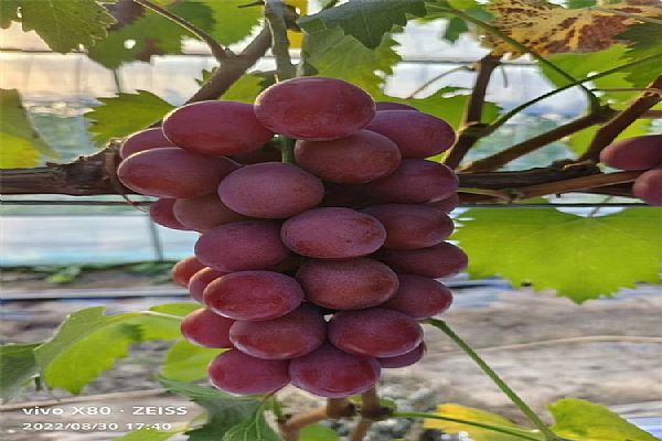 葡萄苗